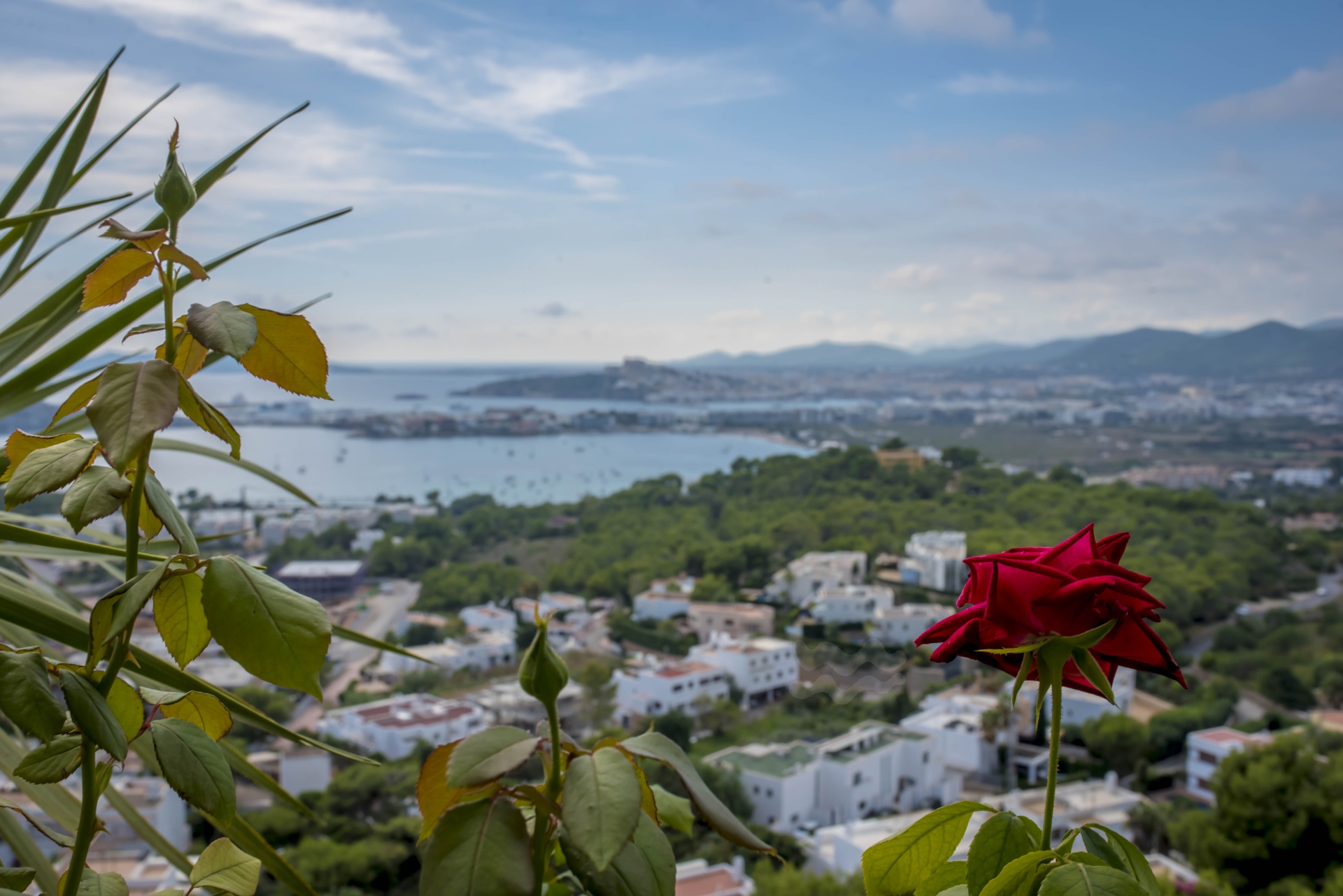 Rowan, Can Pep Simo 60