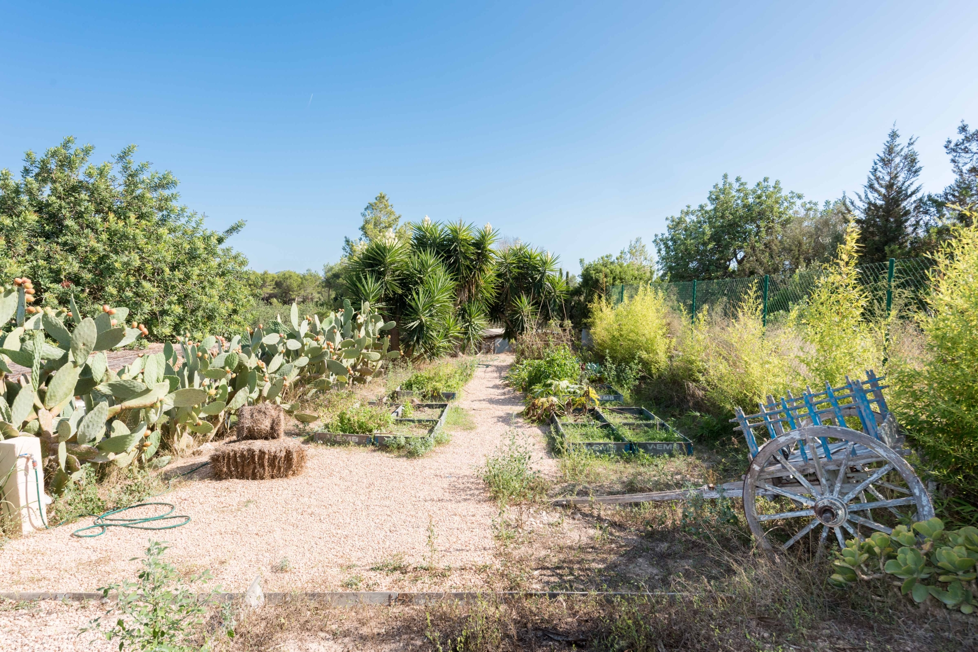 Aurora, Santa Gertrudis 71