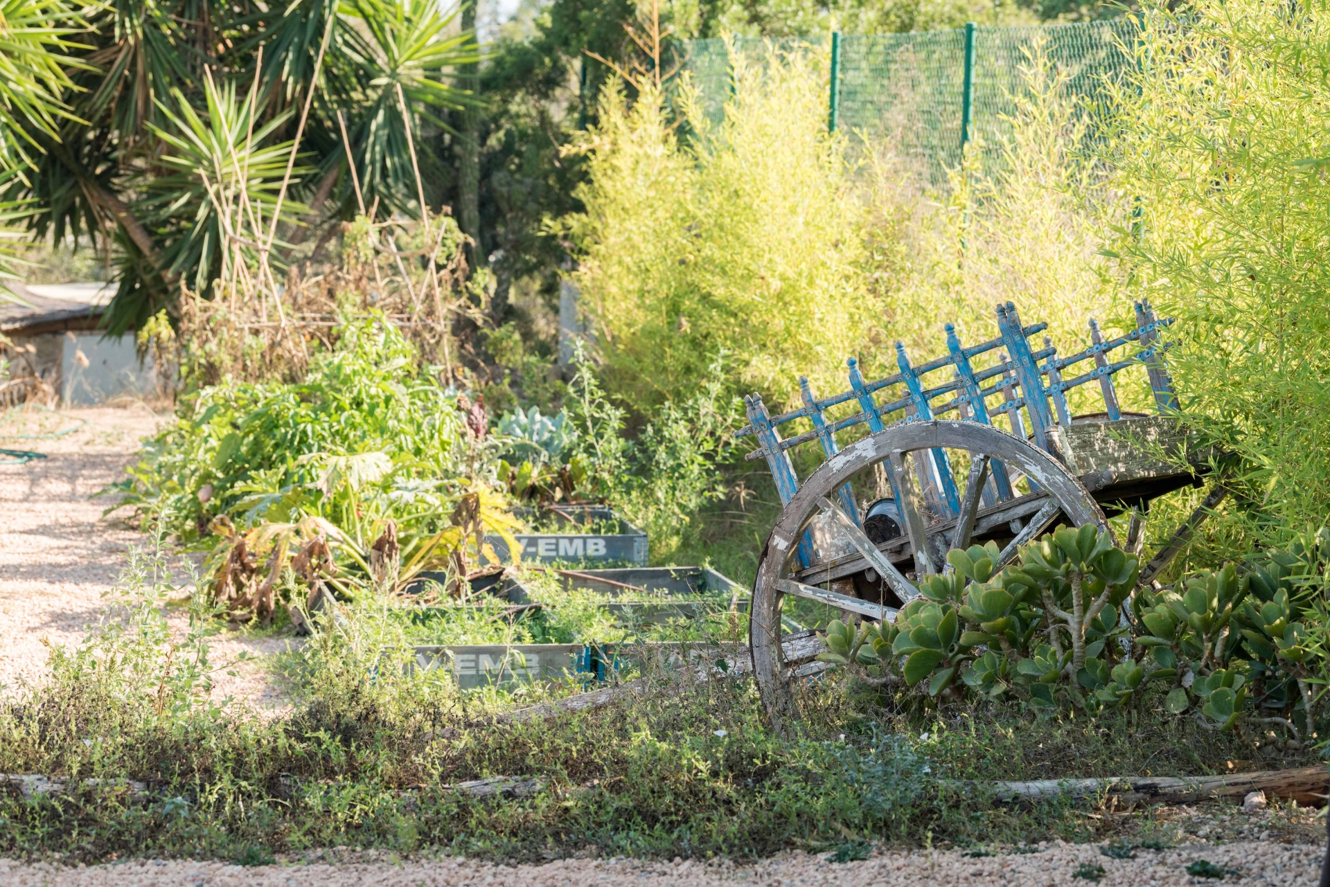 Aurora, Santa Gertrudis 80