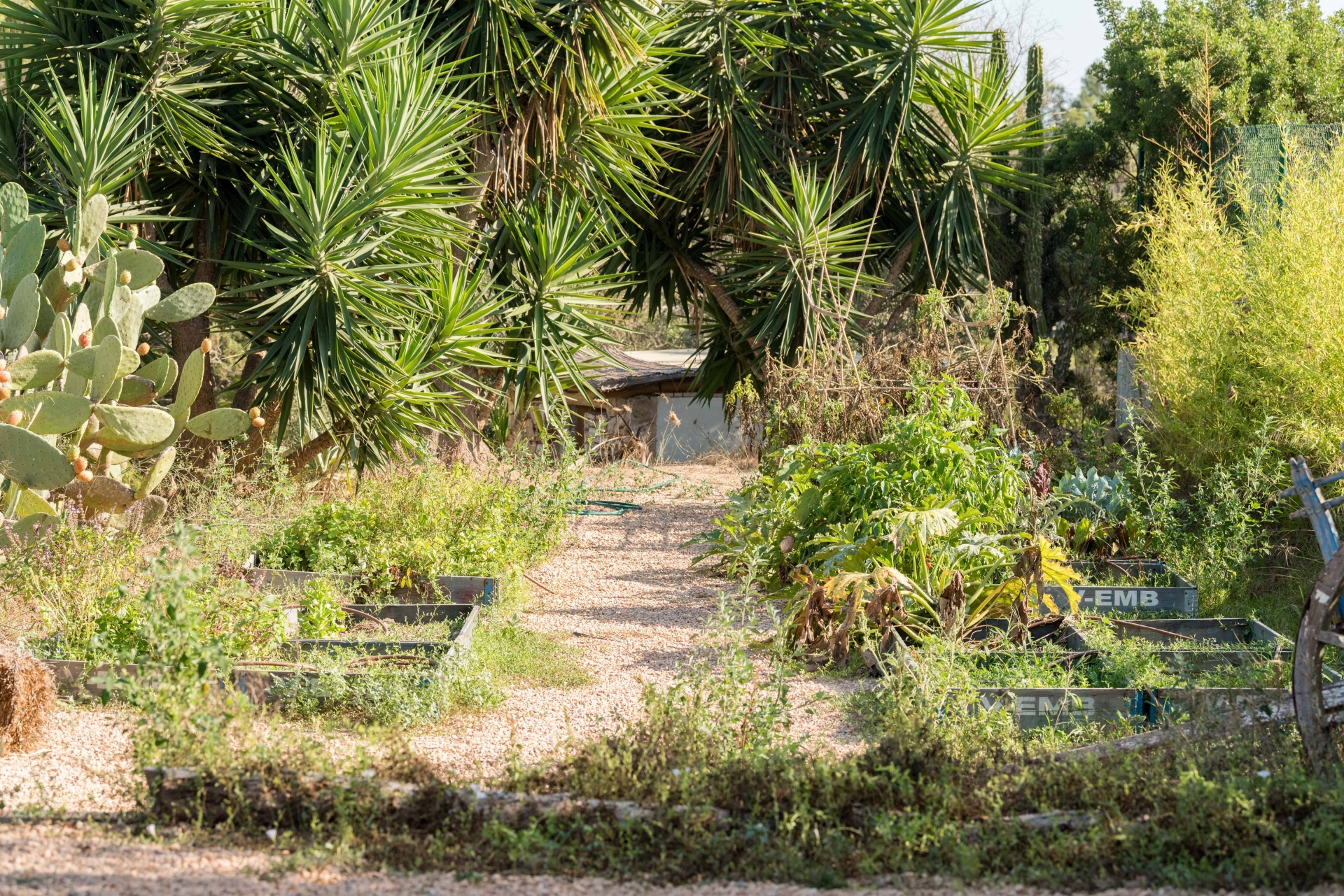 Aurora, Santa Gertrudis 81
