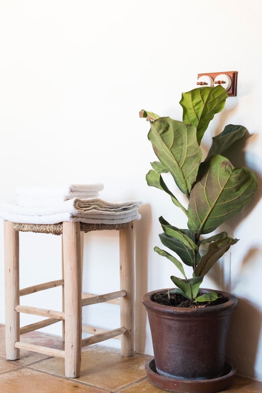 Luna, Santa Gertrudis 50