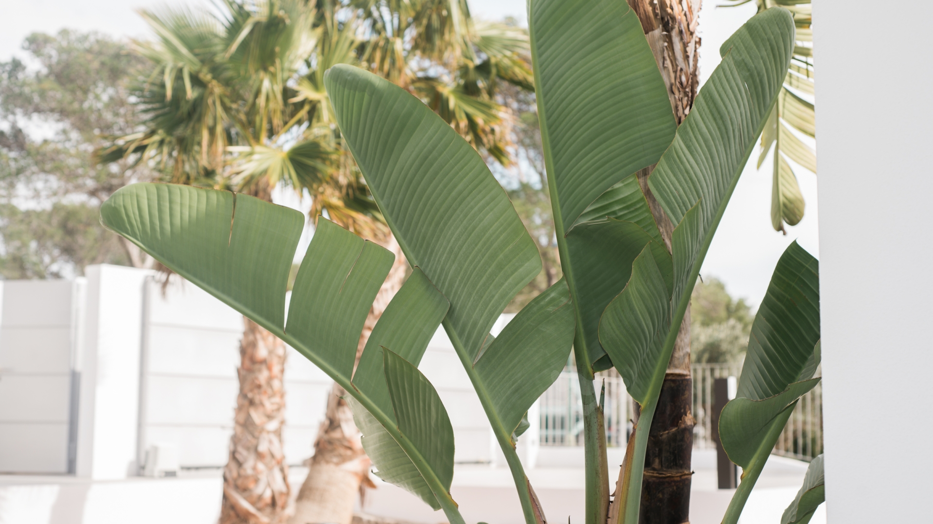 Nadine, Es Cubells 100