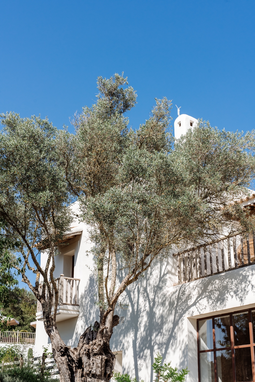 Danie, San Lorenzo 50