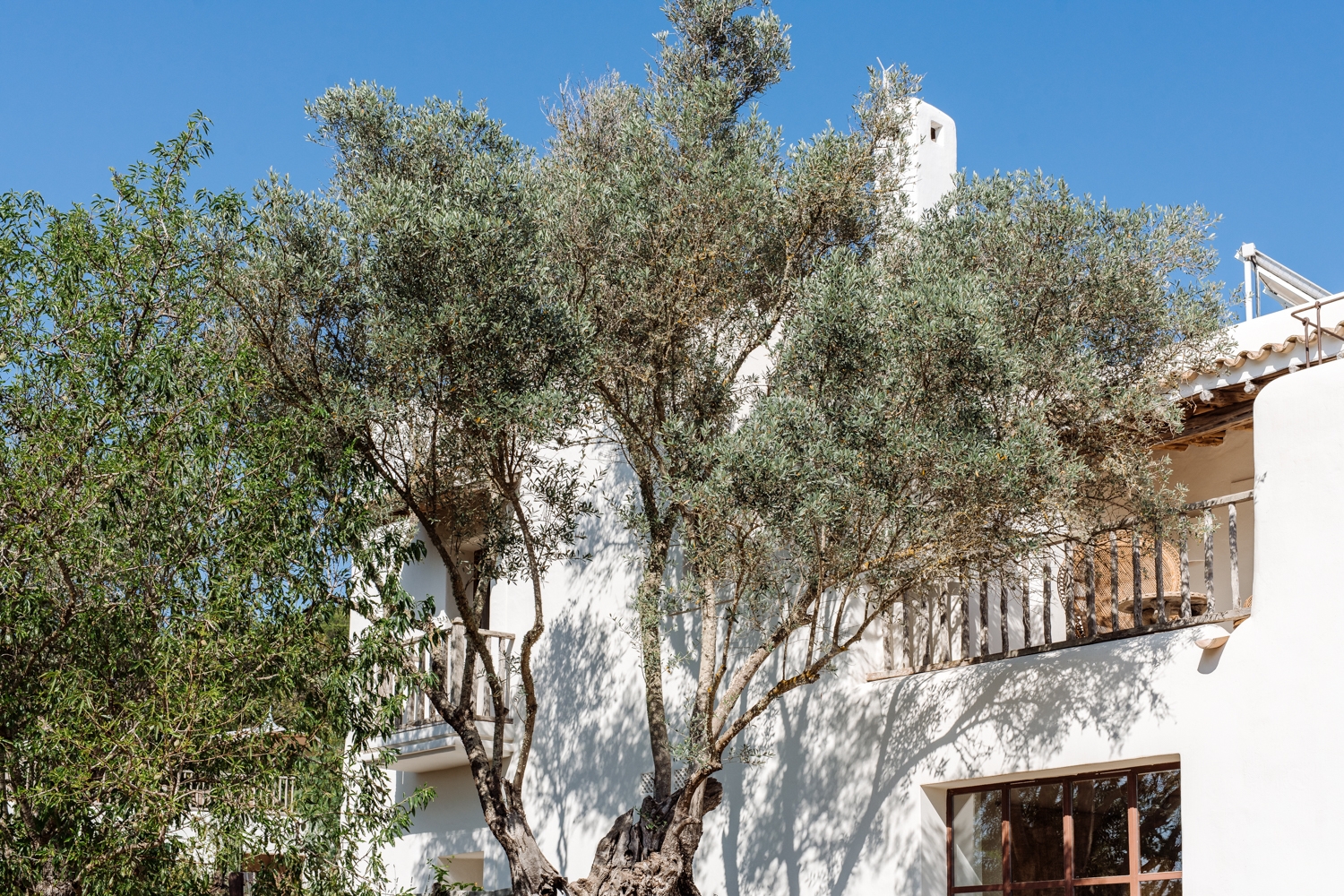 Danie, San Lorenzo 52