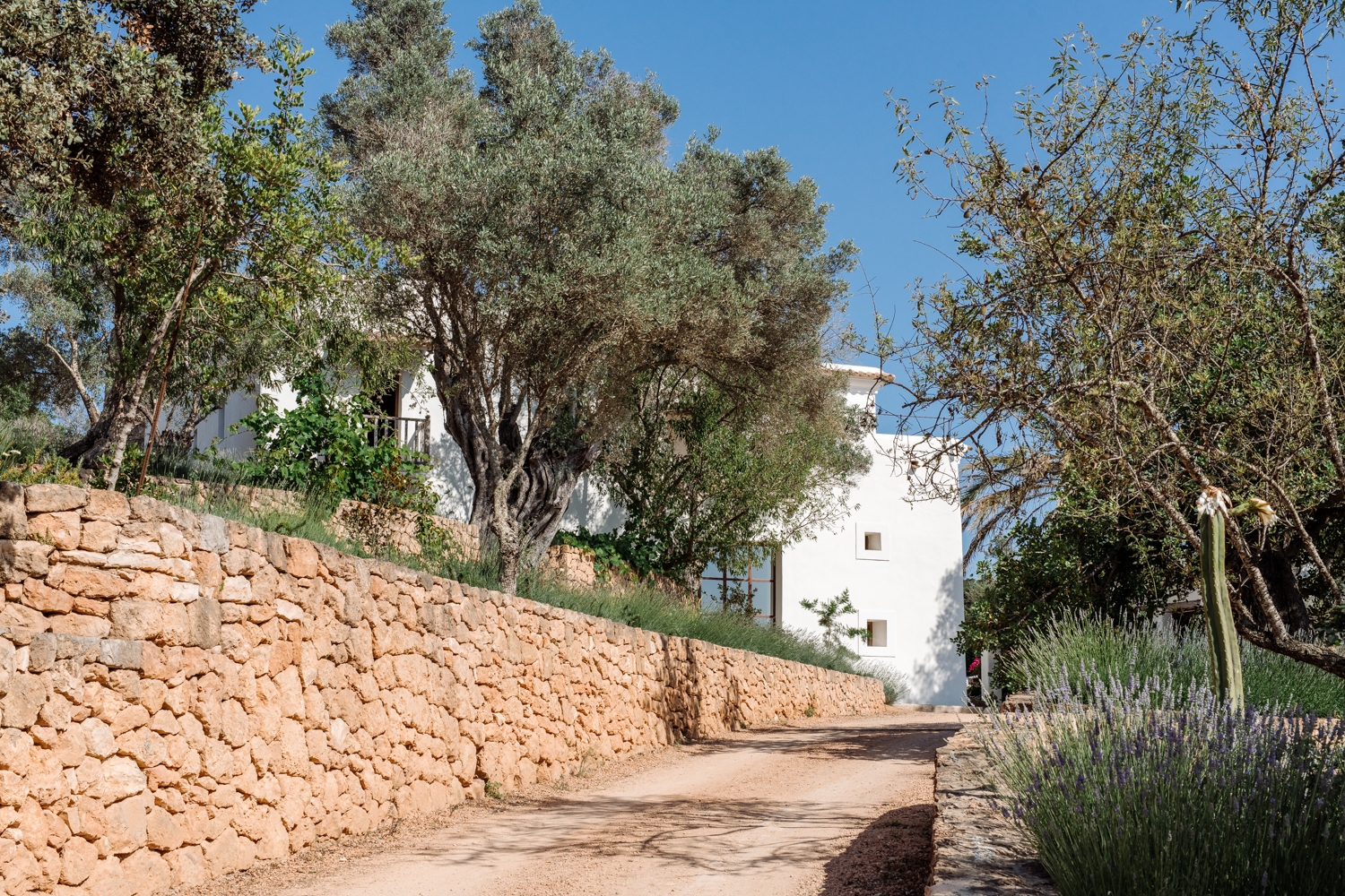 Danie, San Lorenzo 62